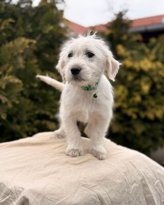 ALTA - süße Knutschbacke sucht Dich !, Mischling Welpen - Hündin