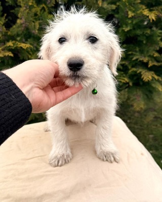 ALTA - süße Knutschbacke sucht Dich !, Mischling Welpen - Hündin