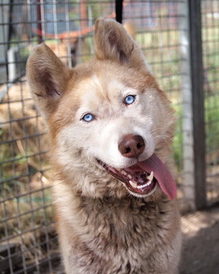 ALVIN - R E S E R V I E R T !!!!! freundlich und menschenbezogen, sehr aktiv und bewegungsfreudig, neugierig