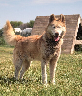 ALVIN - R E S E R V I E R T !!!!! freundlich und menschenbezogen, sehr aktiv und bewegungsfreudig, neugierig, Husky (Video auf HP) - Rüde