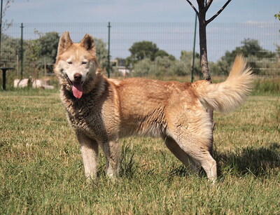 ALVIN - R E S E R V I E R T !!!!! freundlich und menschenbezogen, sehr aktiv und bewegungsfreudig, neugierig, Husky (Video auf HP) - Rüde