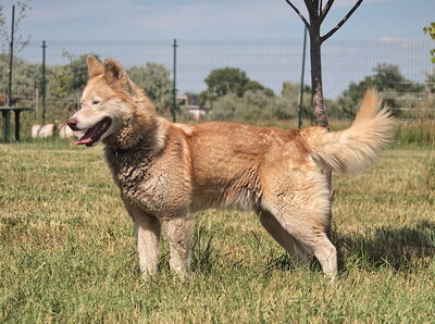 ALVIN - R E S E R V I E R T !!!!! freundlich und menschenbezogen, sehr aktiv und bewegungsfreudig, neugierig, Husky (Video auf HP) - Rüde
