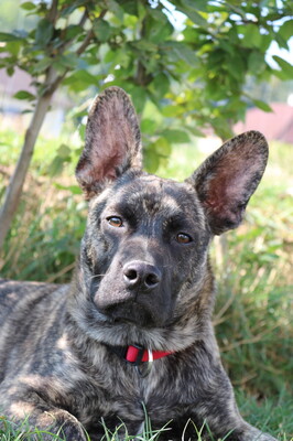 ALWIN, Mischling - Rüde