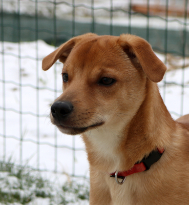 ALYO, Mischling Welpen - Rüde