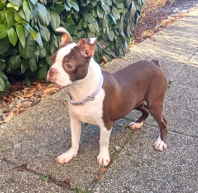 AMANDA, BOSTON Terrier - Hündin