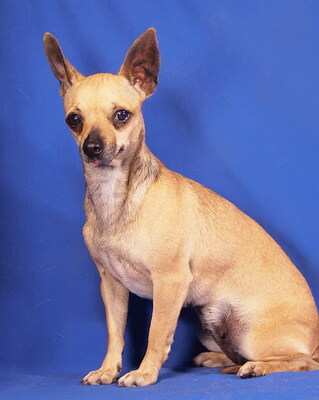 AMANDA - lieb und anhänglich, verschmust, neugierig, aufgeweckt, katzenverträglich, anfangs ängstlich, Chihuahua - Hündin