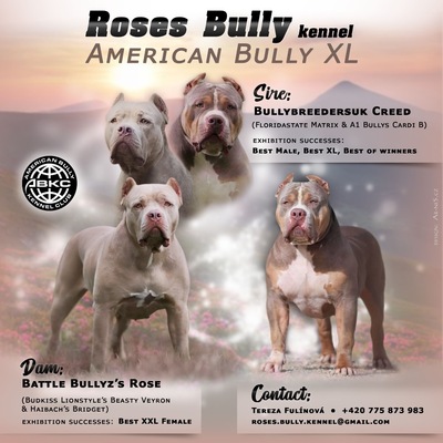 AMERICAN BULLY XL, AmStaff & American Bully XXL Welpen - Hündin