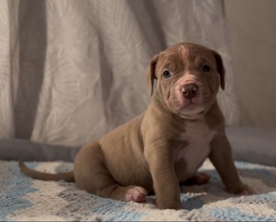 AMERICAN BULLY XL, AmStaff & American Bully XXL Welpen - Hündin