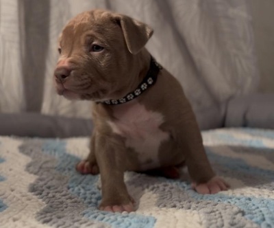 AMERICAN BULLY XL, AmStaff & American Bully XXL Welpen - Hündin