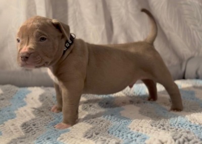 AMERICAN BULLY XL, AmStaff & American Bully XXL Welpen - Hündin