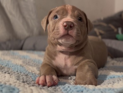 AMERICAN BULLY XL, AmStaff & American Bully XXL Welpen - Hündin