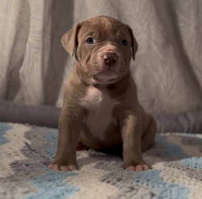 AMERICAN BULLY XL, AmStaff & American Bully XXL Welpen - Hündin