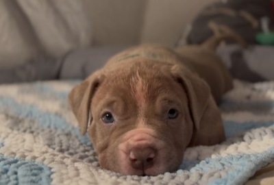 AMERICAN BULLY XL, AmStaff & American Bully XXL Welpen - Hündin