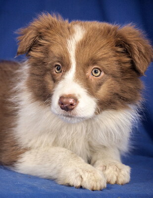 AMICA - R E S E R V I E R T !!!!! aufgeweckt, sehr lieb, anlehnungsbedürftig, sehr bewegungsfreudig und intelligent, katzenverträglich, anfangs schüchtern, Border Collie Welpen - Hündin