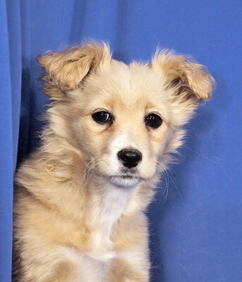 AMICA - R E S E R V I E R T !!!!! sehr freundlich und liebenswert, fröhlich, neugierig, lebhaft, verspielt, gelehrig, katzenverträglich, anfangs schüchtern, Mischling Welpen - Hündin