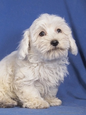 AMIGO - R E S E R V I E R T !!!!! liebenswert, menschenbezogen, fröhlich, lebhaft, klug, katzenverträglich, Malteser Welpen - Rüde