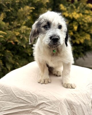 AMIGO - lieber & lustiger Hundebub sucht…💖💖💖, Malteser-Mischling Welpen - Rüde