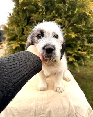 AMIGO - lieber & lustiger Hundebub sucht…💖💖💖, Malteser-Mischling Welpen - Rüde