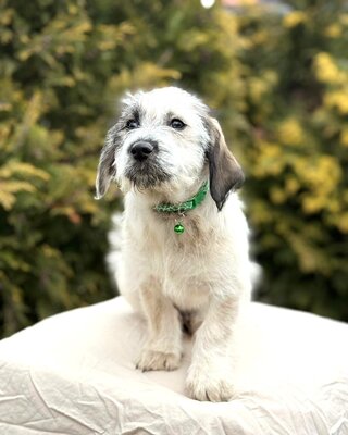 AMIGO - lieber & lustiger Hundebub sucht…💖💖💖, Mischling Welpen - Rüde