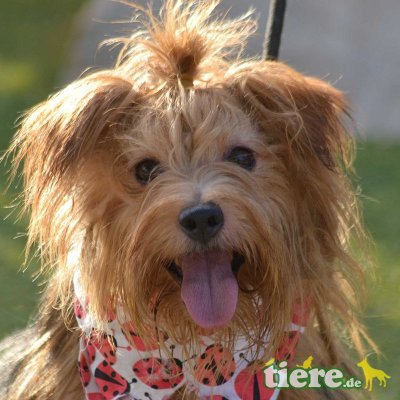 AMIRO - Linares, Yorkshire-Terrier - kastriert - Rüde