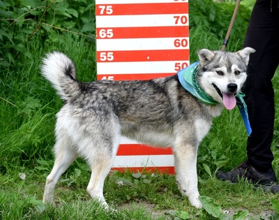 AMLETOS, Husky-Mischling - Rüde