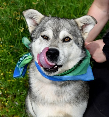 AMLETOS, Husky-Mischling - Rüde