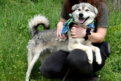 AMLETOS, Husky-Mischling - Rüde