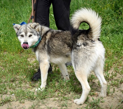 AMLETOS, Husky-Mischling - Rüde