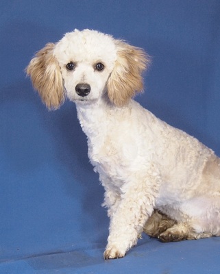 AMOR - R E S E R V I E R T !!!!! sehr liebenswert, verschmust, vergnügt, lebhaft, verspielt, gelehrig, katzenverträglich, anfangs ein bisschen ängstlich, Pudel Mischling - Rüde