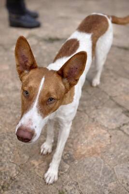 AMUN, Podenco - Rüde