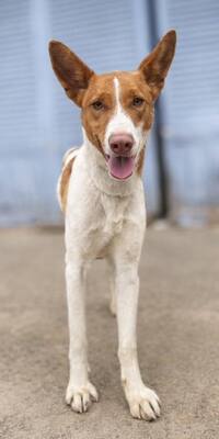 AMUN, Podenco - Rüde