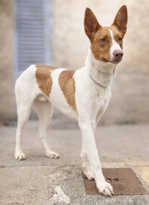 AMUN, Podenco - Rüde