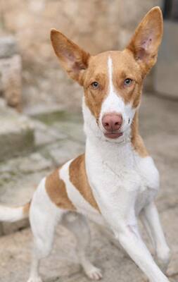 AMUN, Podenco - Rüde