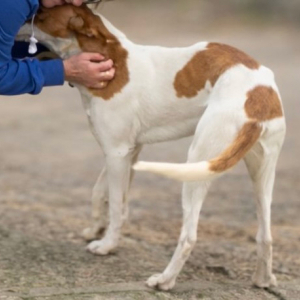 AMUN, Podenco - Rüde