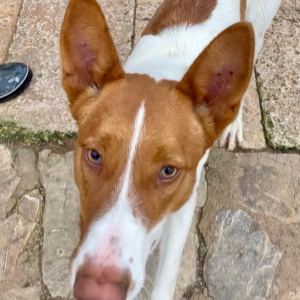 AMUN, Podenco - Rüde