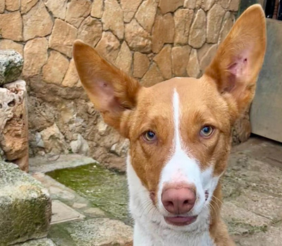 AMUN, Podenco - Rüde