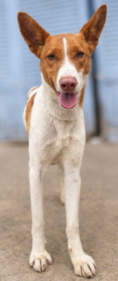 AMUN, Podenco - Rüde