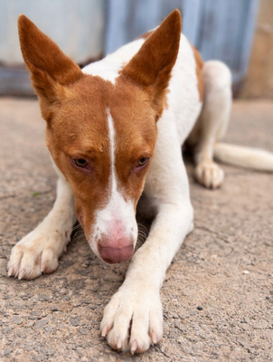 AMUN, Podenco - Rüde