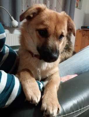 AMYA, Mischling - Hündin