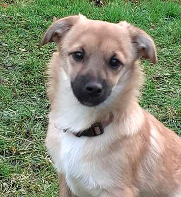 AMYA, Mischling Welpen - Hündin