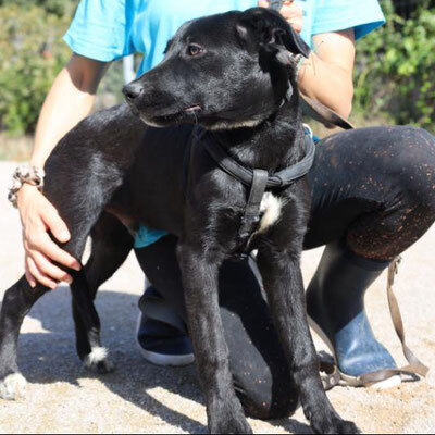 ANDER, Labrador-Border Collie Welpen - Rüde