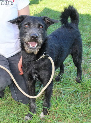 ANDI - NOTFALL!!!!! sehr lieb und fröhlich, aufgeweckt, verschmust, lebhaft, neugierig, klug, Mischling (Video auf HP) - Rüde