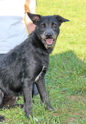 ANDI - NOTFALL!!!!! sehr lieb und fröhlich, aufgeweckt, verschmust, lebhaft, neugierig, klug, Mischling (Video auf HP) - Rüde