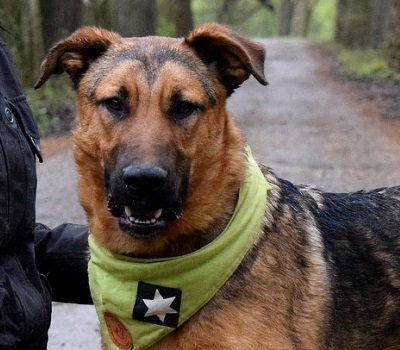 ANDREAS, Schäferhund-Mischling - Rüde