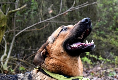 ANDREAS, Schäferhund-Mischling - Rüde