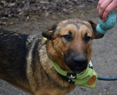 ANDREAS, Schäferhund-Mischling - Rüde