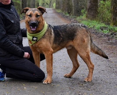 ANDREAS, Schäferhund-Mischling - Rüde