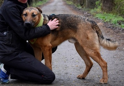 ANDREAS, Schäferhund-Mischling - Rüde