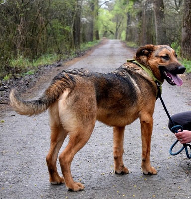 ANDREAS, Schäferhund-Mischling - Rüde