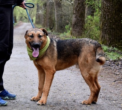 ANDREAS, Schäferhund-Mischling - Rüde